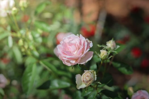 Roses in the garden, Roses are beautiful with a beautiful sunny day.