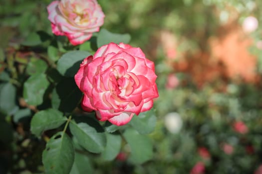 Roses in the garden, Roses are beautiful with a beautiful sunny day.
