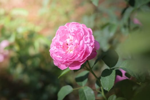Roses in the garden, Roses are beautiful with a beautiful sunny day.