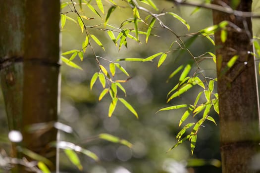 The Growing Leaf Bamboo frame in forest or texture background with nice light