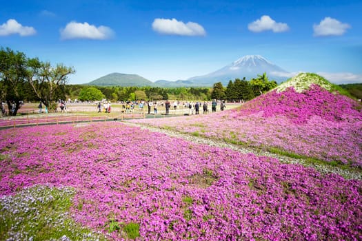 KAWAGUCHIKO, JAPAN-MAY 12, 2016: Tourists gather in front of beautiful various colored moss phlox or shiba-sakura fields in shibazakura festival, Fujikawaguchiko, Yamanashi, Japan. Japanese Tourism