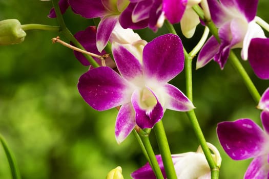 Orchid Purple, close up of tropical flower head