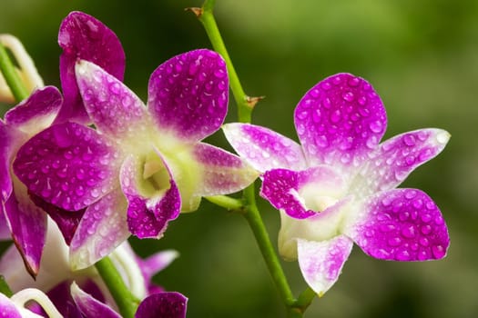 Orchid Purple, close up of tropical flower head