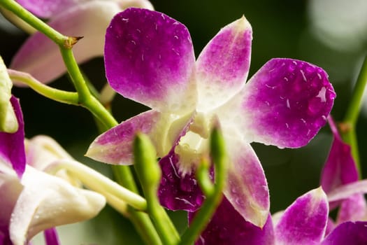 Orchid Purple, close up of tropical flower head