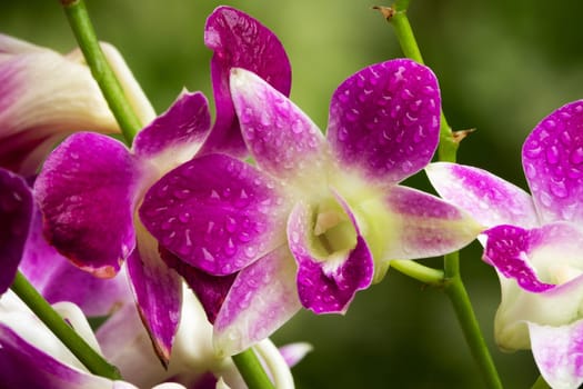 Orchid Purple, close up of tropical flower head