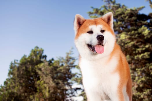 Animal portrait of lovely Japanese akita dog outdoors in nature.