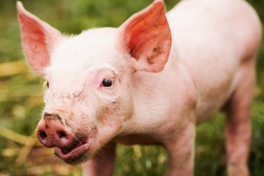 Dirty little pig outdoors, swine breeding and agricultural activity concept.
