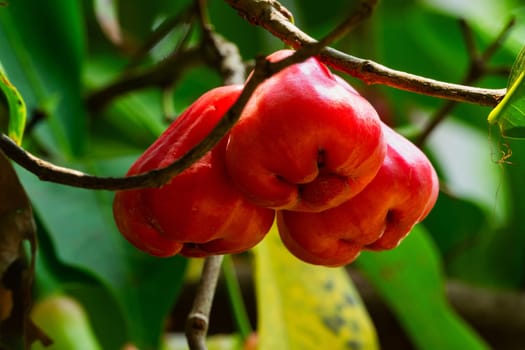 Java Apple On Tree, close up of tropical fruit