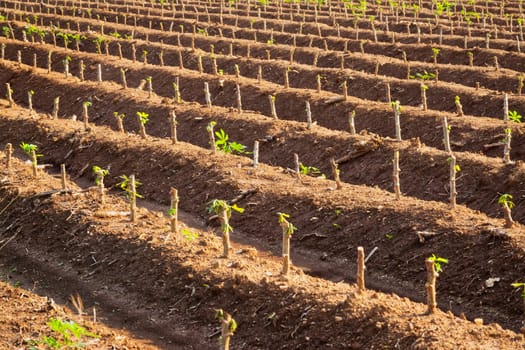 Cassava Plantation, agriculture field with tropical plant