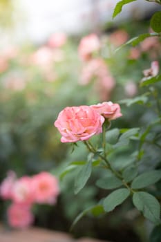 Roses in the garden, Roses are beautiful with a beautiful sunny day.
