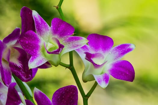 Purple Orchid With Waterdrops, close up of tropical flower