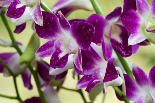 Purple Orchid With Waterdrops, close up of tropical flower