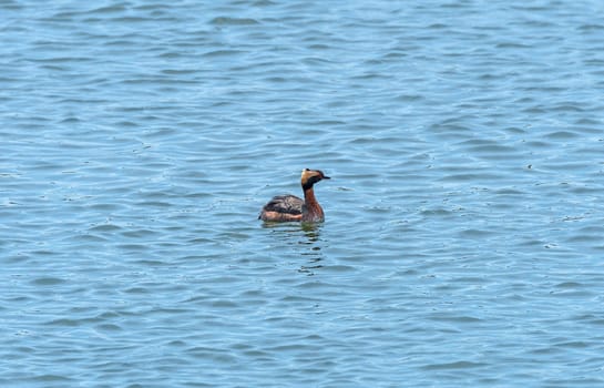 Horned Grebe in a Coastal Estuary in the Assateague Island National Seashore in Maryland
