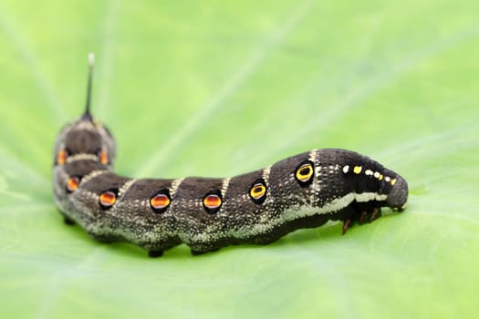 Studio shot of big black caterpillar on a leaf background