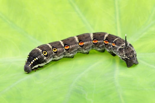 Studio shot of big black caterpillar on a leaf background