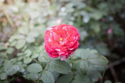 Roses in the garden, Roses are beautiful with a beautiful sunny day.