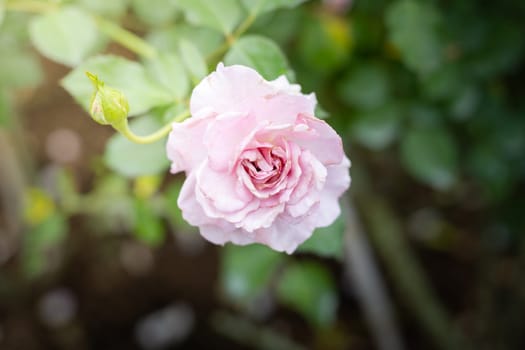 Roses in the garden, Roses are beautiful with a beautiful sunny day.