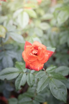 Roses in the garden, Roses are beautiful with a beautiful sunny day.