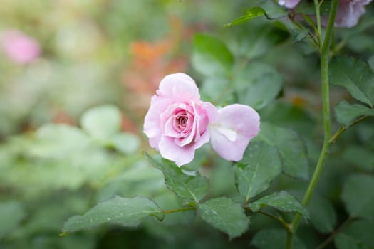 Roses in the garden, Roses are beautiful with a beautiful sunny day.