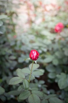 Roses in the garden, Roses are beautiful with a beautiful sunny day.