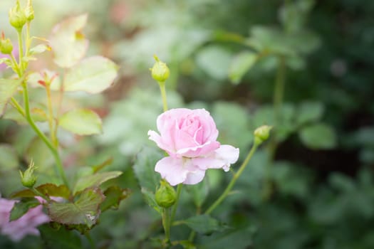 Roses in the garden, Roses are beautiful with a beautiful sunny day.