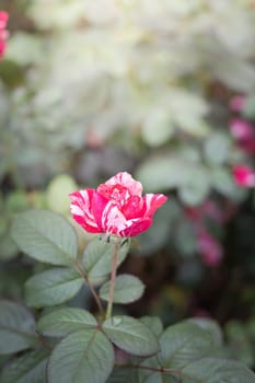 Roses in the garden, Roses are beautiful with a beautiful sunny day.
