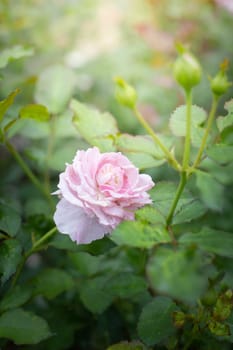 Roses in the garden, Roses are beautiful with a beautiful sunny day.