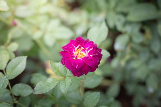 Roses in the garden, Roses are beautiful with a beautiful sunny day.