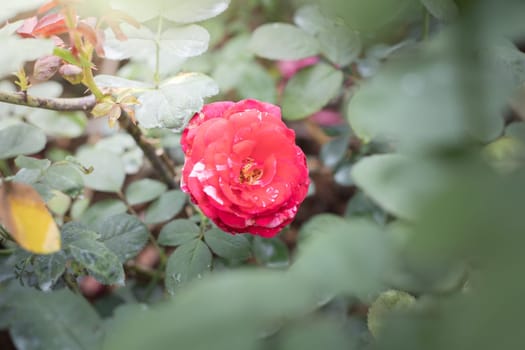 Roses in the garden, Roses are beautiful with a beautiful sunny day.