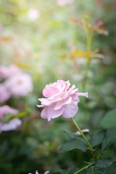 Roses in the garden, Roses are beautiful with a beautiful sunny day.