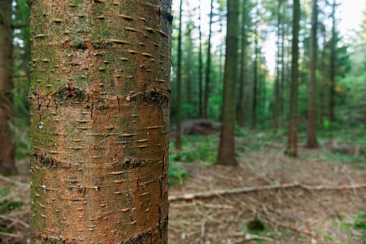 Closeup of a spruce tree trunk in front of autumnal coniferous forest in the north of Germany.
