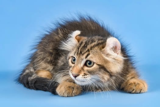 Pedigree cat American Curl (Felis silvestris catus),Longhair,black tabby blotched,male,age 10 weeks