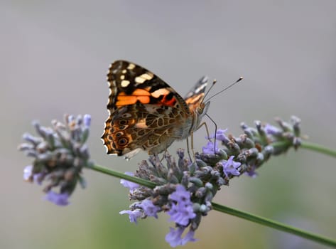 Thistle butterfly Vanessa cardui on flowers of lavender Lavandula angustifolia