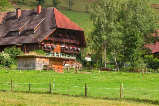 Black Forest in Germany - landscape in summer