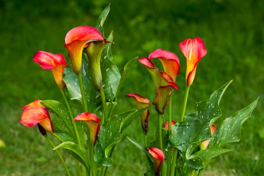 Big red-orange flowers of Zantedeschia Quatar, arum lily, calla lily, calla. Herbaceous, perennial, flowering plants in the family Araceae