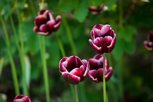 A close-up shot of magenta flowers in nature during springtime.