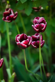 A close-up shot of magenta flowers in nature during springtime.