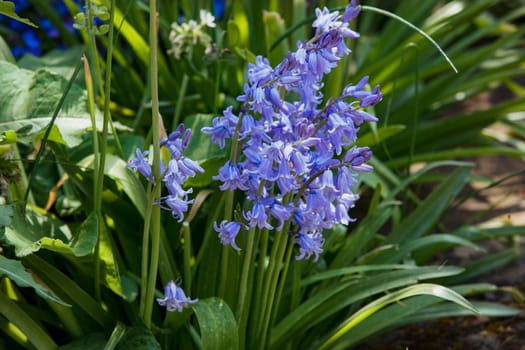A close-up shot of bluebells in nature during springtime.