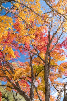 Red leave of maple tree for autumn fall background