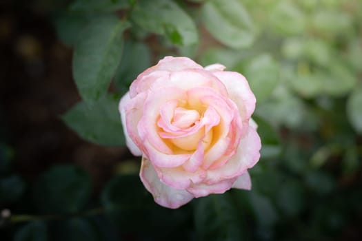 Roses in the garden, Roses are beautiful with a beautiful sunny day.