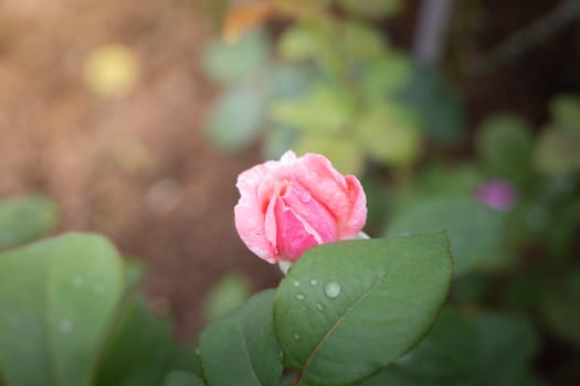 Roses in the garden, Roses are beautiful with a beautiful sunny day.