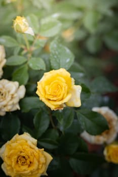 Roses in the garden, Roses are beautiful with a beautiful sunny day.