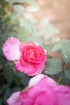 Roses in the garden, Roses are beautiful with a beautiful sunny day.