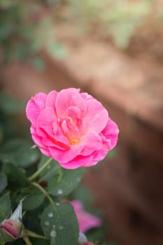 Roses in the garden, Roses are beautiful with a beautiful sunny day.