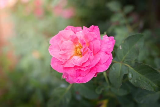 Roses in the garden, Roses are beautiful with a beautiful sunny day.