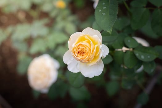 Roses in the garden, Roses are beautiful with a beautiful sunny day.