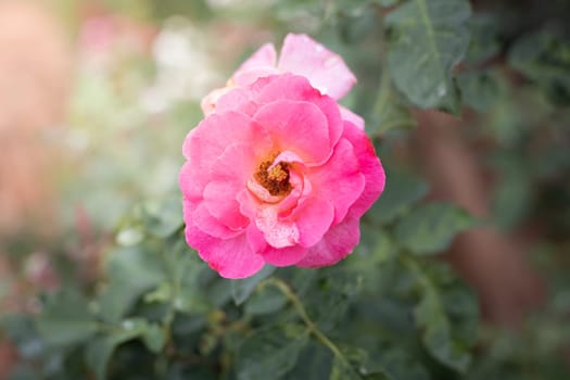 Roses in the garden, Roses are beautiful with a beautiful sunny day.