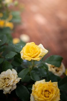 Roses in the garden, Roses are beautiful with a beautiful sunny day.