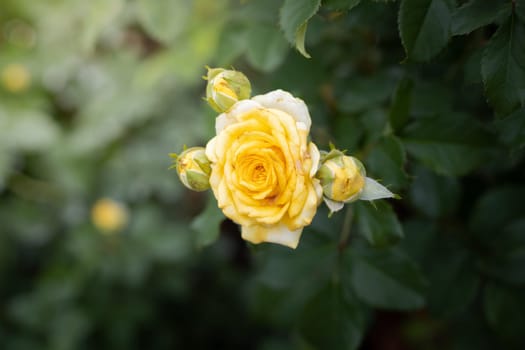 Roses in the garden, Roses are beautiful with a beautiful sunny day.