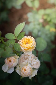 Roses in the garden, Roses are beautiful with a beautiful sunny day.